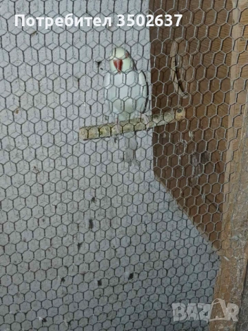 Папагали малък александър, снимка 2 - Папагали - 54272682