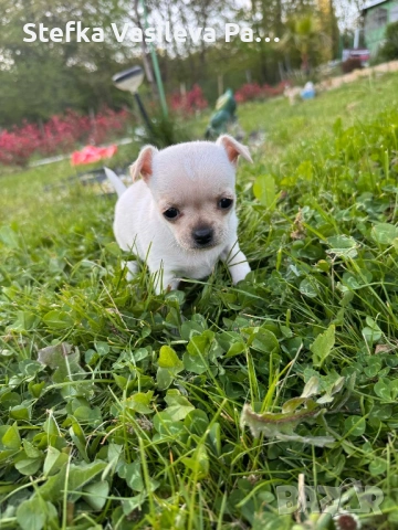 Продавам чихита