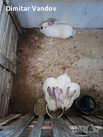 Продавам зайци София 