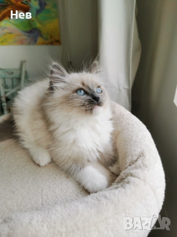 Ragdoll рагдол/регдол  котe , снимка 3 - Други - 51000590