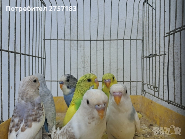 продавам вълнисти папагали, снимка 6 - Папагали - 54650719