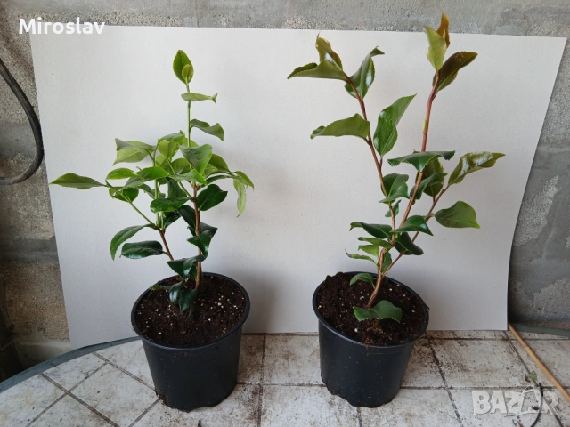Камелия (2 вида), снимка 7 - Градински цветя и растения - 54214083