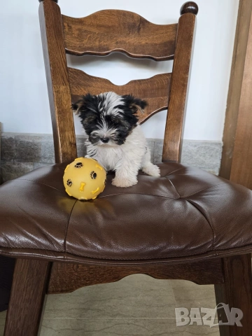 Мини Бивър Йоркширски териер момиче