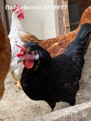 Разплодни яйца, снимка 5 - други­ - 54272318