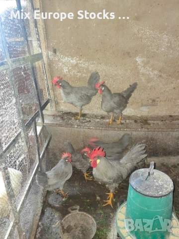 Оплодени 🥚🥚от легхорн лавандула