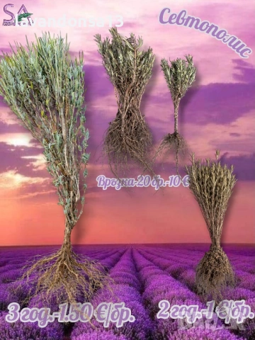 Българска Маслодайна Роза – Дамасцена, Алба, Сентифолия | Разсад, снимка 13 - Градински цветя и растения - 42641069