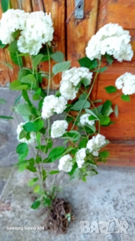 Хортензия , розова ,бяла ,синя , снимка 6 - Разсади - 53745083