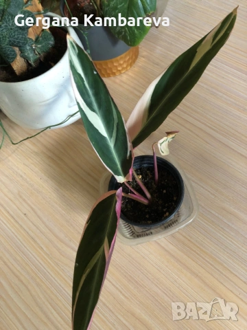 Stromanthe Sanguinea Tricolor 