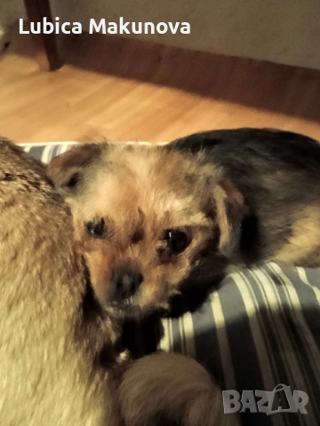 Продавам кученце на 3 месеца.