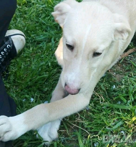 СПЕШНО ПОДАРЯВАМ ПЕТ ГОНЧЕТА БЕБЕТА, снимка 9 - Гонче - 54321374