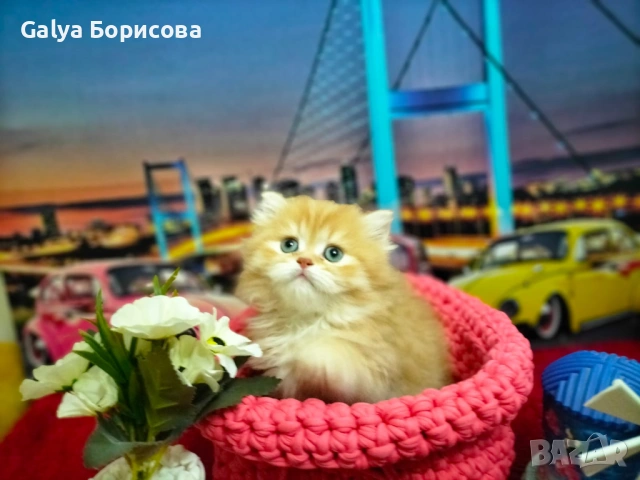 Британски биколори , снимка 8 - Британска късокосместа - 54162093