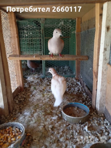 Смеещи гугутки, снимка 2 - други­ - 54174830