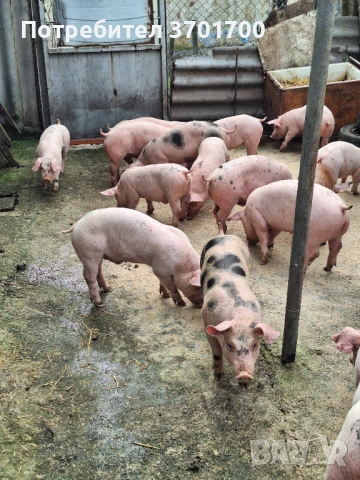 Продавам Малки Прасенца 25кг +, снимка 1 - Прасета - 51366085