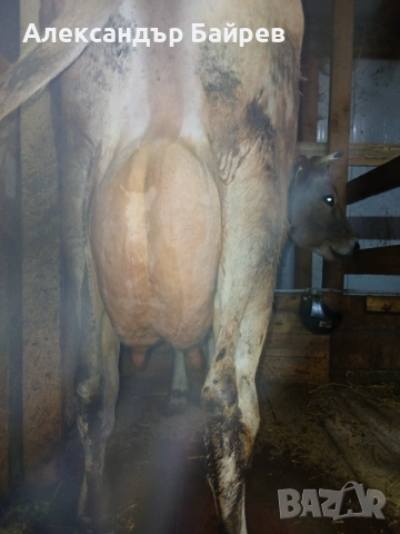 Крава жарсе , снимка 4 - Крави - 54258947