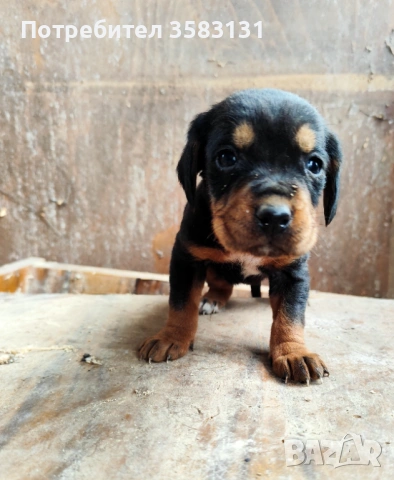         Български гончета.        Кученцата са родени на 6ти Март , снимка 3 - Гонче - 54081911