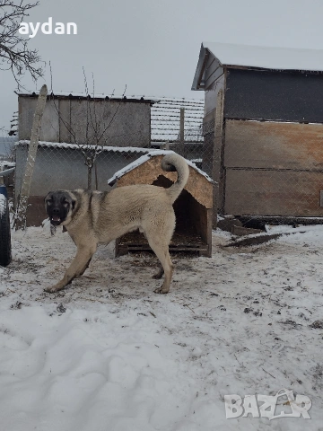 кангали мъжки и женска , снимка 4 - Кангал - 54156120