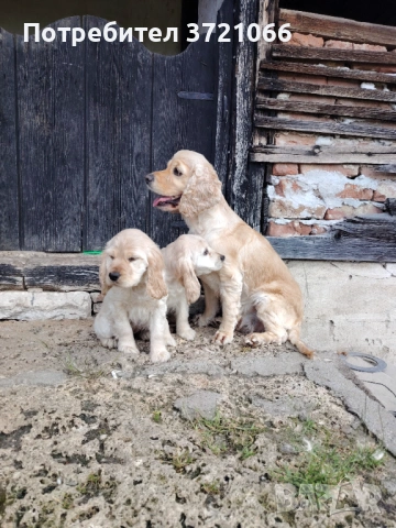 Продавам, снимка 3 - Кокер шпаньол - 54494921