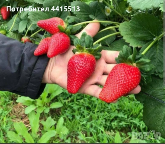 Разсад Ягоди, снимка 7 - Разсади - 54052186