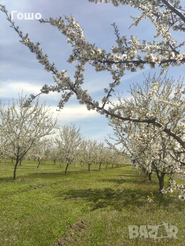 Ядки бадем от домашен производител 