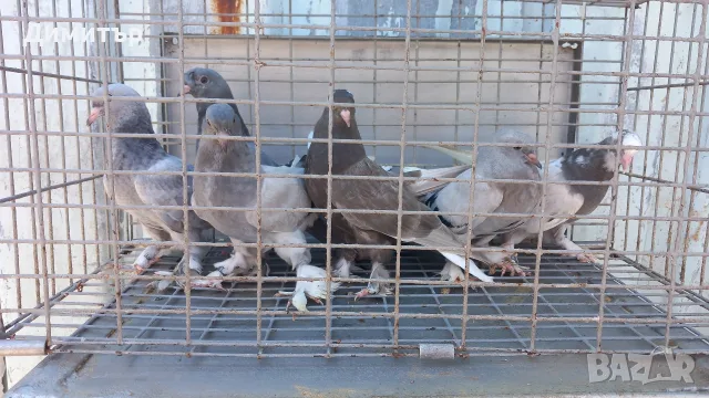 Продавам гълъби Мардини-Турски млади , снимка 3 - Гълъби - 55302134
