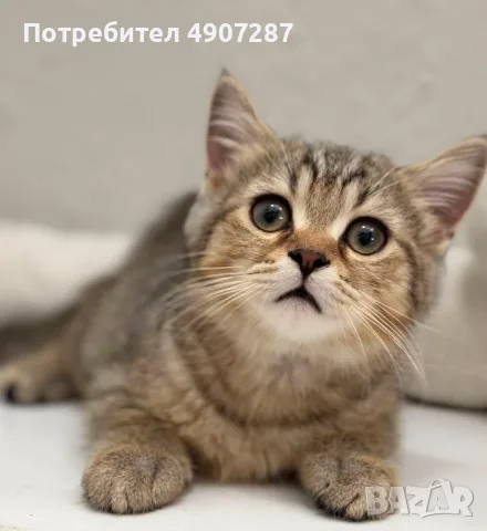 Шотландско котенце, снимка 6 - Британска късокосместа - 55530175