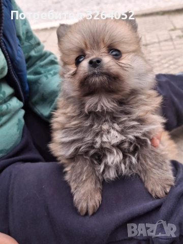 Померан, снимка 4 - Померан - 54356883