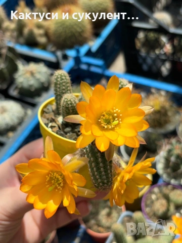 Кактус Chamaecereus Hybrid жълто оранжев цвят много красив цъфтеж, снимка 4 - Градински цветя и растения - 54924919