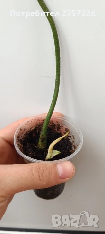 Philodendron Florida ghost, снимка 4 - Стайни растения - 54187744