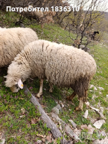 Овца, снимка 5 - Овце - 54204340