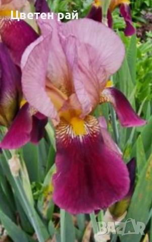 Ризоми на ириси 2€брой цвят на късмет от показаните , снимка 15 - Градински цветя и растения - 54198963