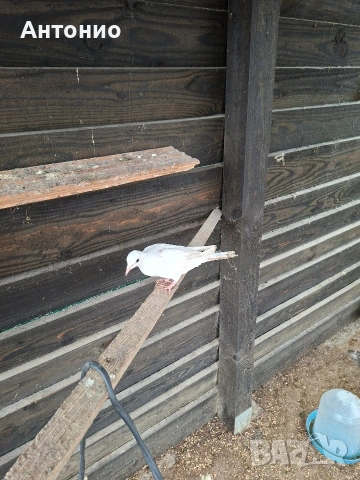 Продавам гугутка , снимка 2 - Гълъби - 54035033