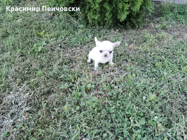 женско чихуахуа 