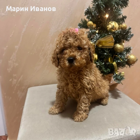 Пулчета мини, снимка 5 - Пудели - 54988823