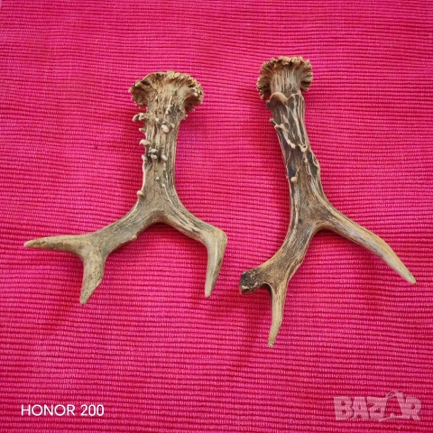 Рога от сръндак. , снимка 3 - Антикварни и старинни предмети - 54044800