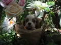 Момчета кавалер Кинг Чарлз шпаньол, снимка 4