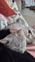 коте за осиновяване, снимка 5