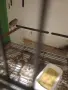 канарчета раза еспаньол, снимка 5