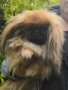 Пекинези, снимка 6