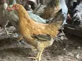 Ярки за месо и яйца, снимка 2