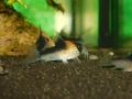 Сомче, сомче corydoras duplicareus, снимка 5