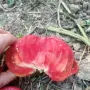 Продавам Розов домат, снимка 14