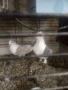 Продавам гълъби, снимка 15