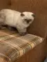 Малки шотландски котенца, снимка 5