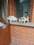 Подарявам две котки, снимка 1