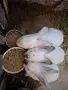 Зайци на 3 месеца мъжки , снимка 4