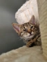 Подарявам мъжки котета!, снимка 3