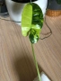 Philodendron Burle Marx Variegata , снимка 2