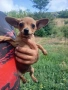 Продавам чихопинчерчета, снимка 3