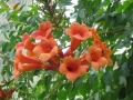 Продавам растение Текома (Кампсис), снимка 5