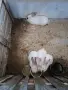 Продавам зайци София , снимка 1